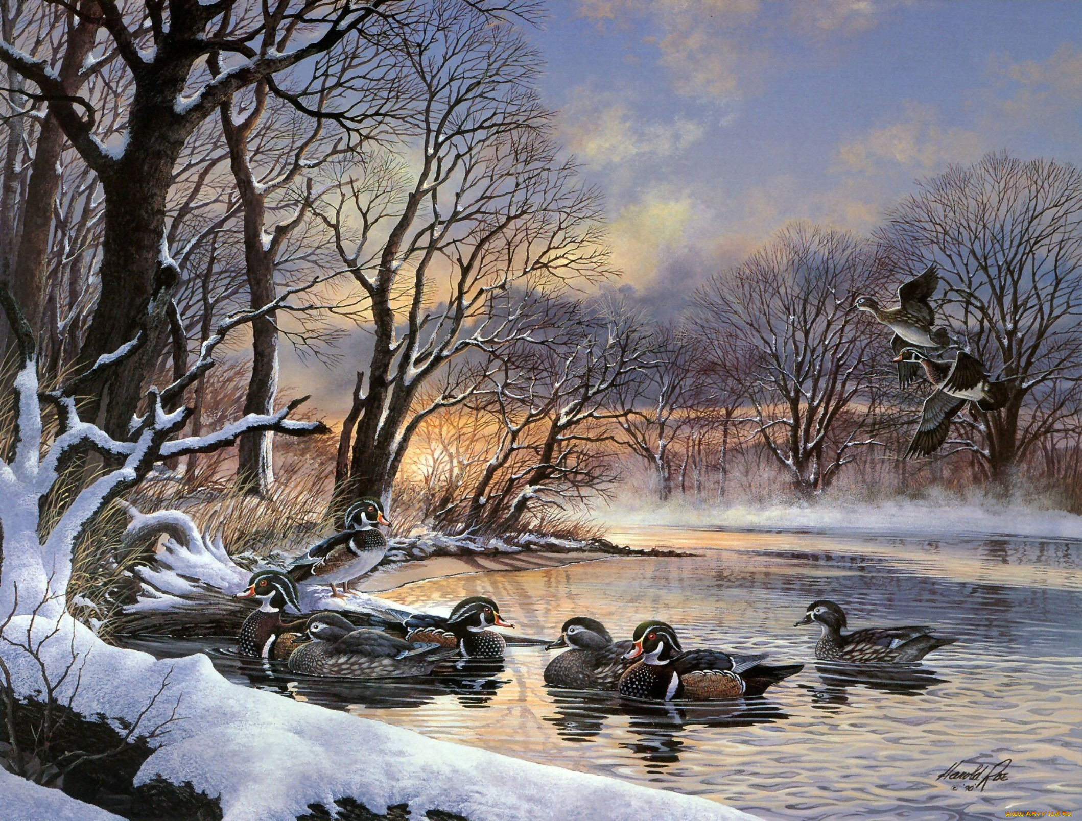 winter, woodies, , harold, roe, , , 